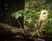 Barn Owl on a Limb