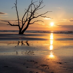 Peut inclure: Silhouette d'un arbre mort sur une plage de sable avec le soleil se levant au-dessus de l'océan en arrière-plan.