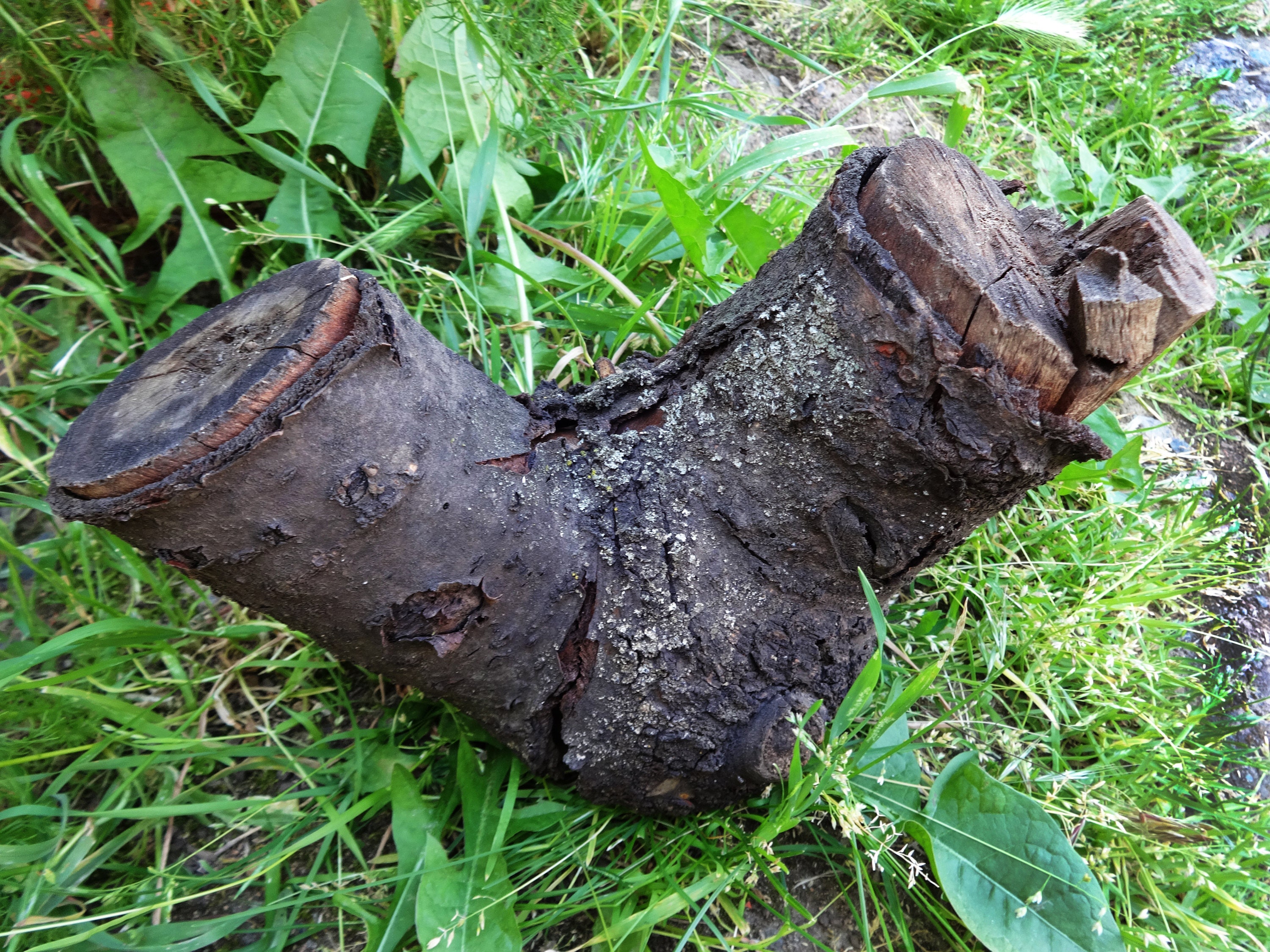 Old cherry tree stump trunk log Weathered aged raw wood Garden Etsy