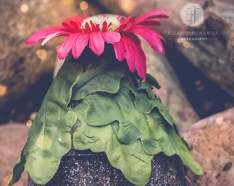 Fairy House, Fairies, Fairy Dust, Fine Art Prints, Photos, Floral, Flowers, Botanical, Pink