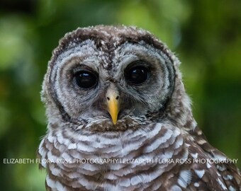 Barred Owl, Owl, Bird, Birds, Birds of Prey, Raptors, Fine Art Prints, Nature Photography, Wildlife Photography, Owl Photography, Photos