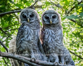 Barred Owl, Owl, Bird, Birds, Birds of Prey, Raptors, Fine Art Prints, Nature Photography, Wildlife Photography, Owl Photography, Photos