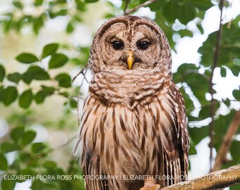 Barred Owl, Owl, Bird, Birds, Birds of Prey, Raptors, Fine Art Prints, Nature Photography, Wildlife Photography, Owl Photography, Photos