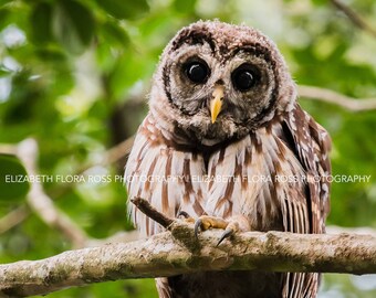 Barred Owl, Owl, Bird, Birds, Birds of Prey, Raptors, Fine Art Prints, Nature Photography, Wildlife Photography, Owl Photography, Photos