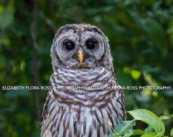 Barred Owl, Owl, Bird, Birds, Birds of Prey, Raptors, Fine Art Prints, Nature Photography, Wildlife Photography, Owl Photography, Photos
