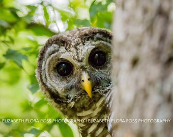 Barred Owl, Owl, Bird, Birds, Birds of Prey, Raptors, Fine Art Prints, Nature Photography, Wildlife Photography, Owl Photography, Photos