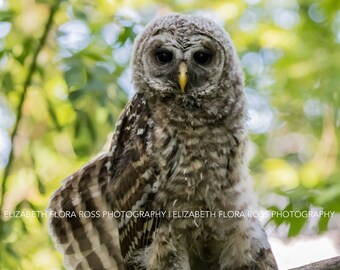 Barred Owl, Owl, Bird, Birds, Birds of Prey, Raptors, Fine Art Prints, Nature Photography, Wildlife Photography, Owl Photography, Photos