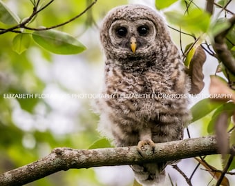 Barred Owl, Owl, Bird, Birds, Birds of Prey, Raptors, Fine Art Prints, Nature Photography, Wildlife Photography, Owl Photography, Photos