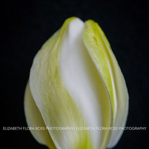 Gardenia, Flower Photography, Flowers, Fine Art Prints, Nature Photography, Photos, Black and White