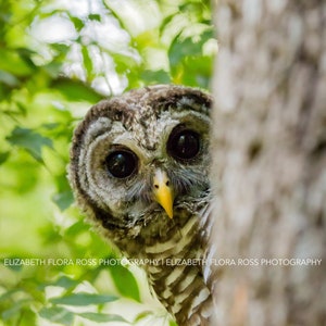 Barred Owl, Owl, Bird, Birds, Birds of Prey, Raptors, Fine Art Prints, Nature Photography, Wildlife Photography, Owl Photography, Photos