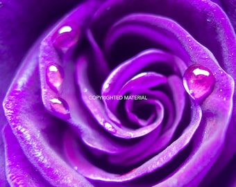 Rose, Flower Photography, Flowers, Fine Art Prints, Nature Photography, Photos, Purple, Water Droplets