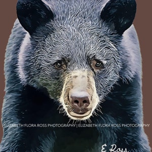 Black Bear