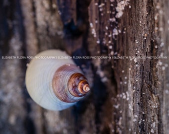 At the Beach, Beach, Shells, Snails, Ocean, Fine Art Prints, Nature Photography, Photos, Photography