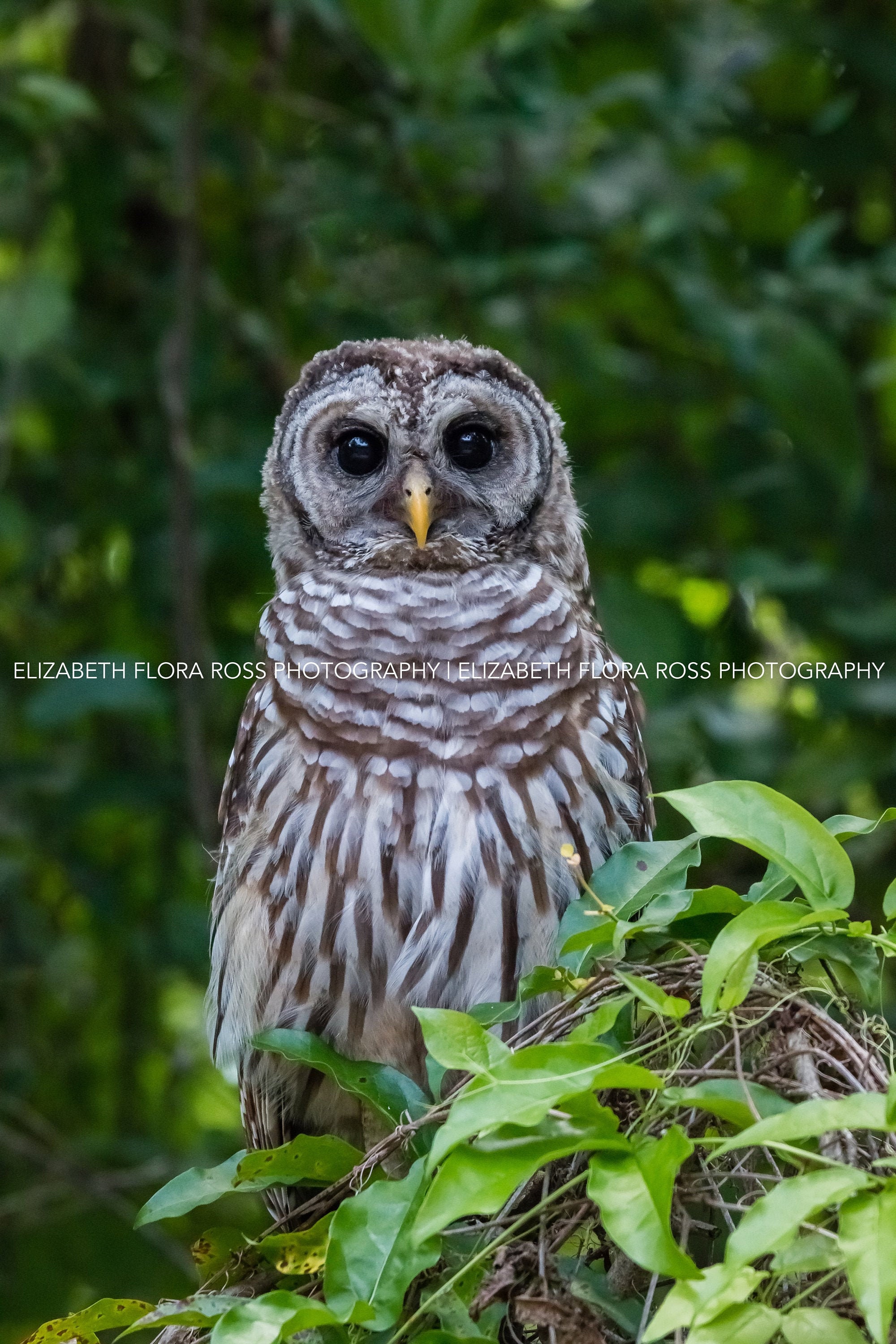 Barred Owl, Owl, Bird, Birds, Birds of Prey, Raptors, Fine Art Prints, Nature Photography, Wildlife 