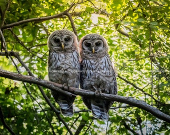Barred Owl, Owl, Bird, Birds, Birds of Prey, Raptors, Fine Art Prints, Nature Photography, Wildlife Photography, Owl Photography, Photos