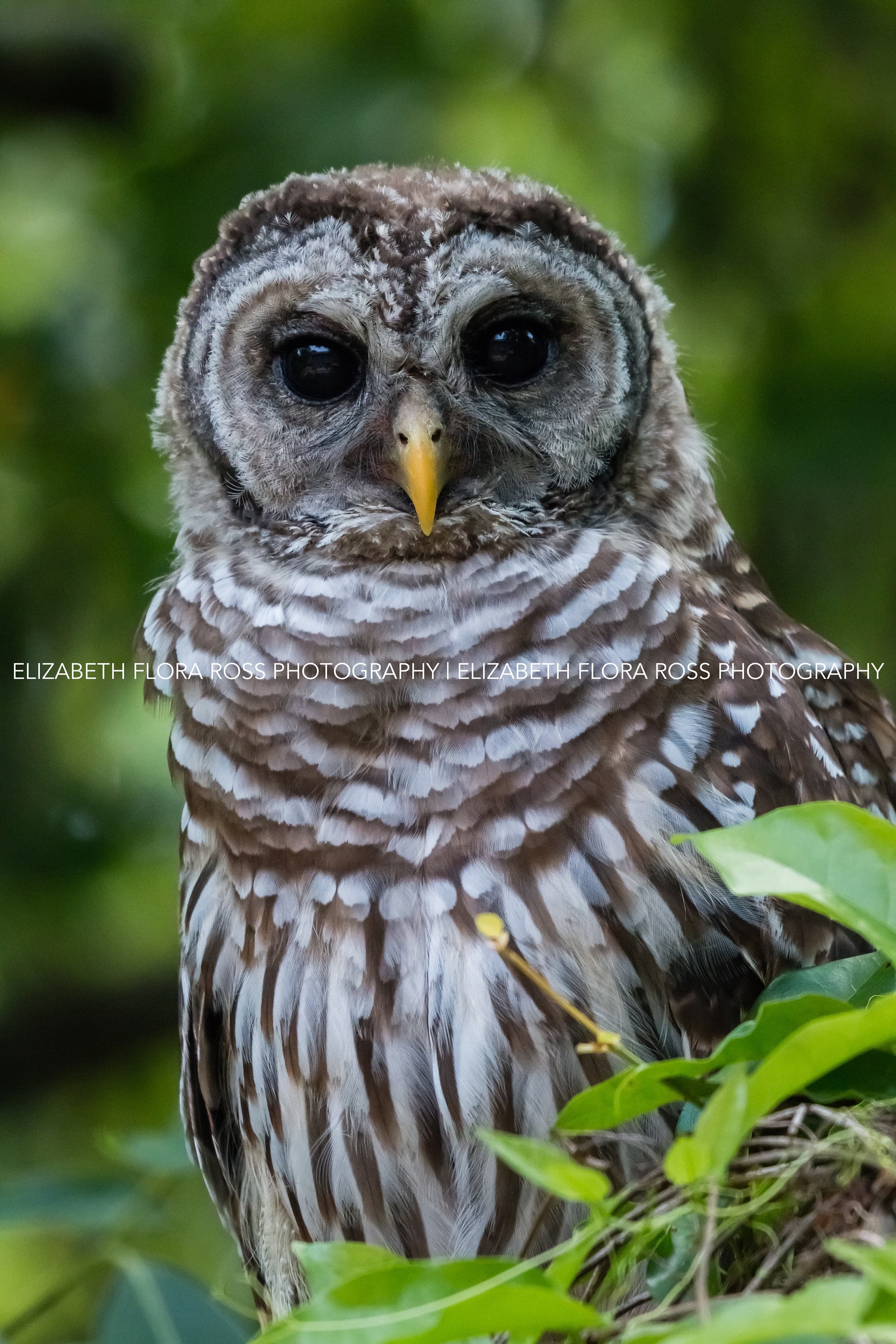 Barred Owl, Owl, Bird, Birds, Birds of Prey, Raptors, Fine Art Prints, Nature Photography, Wildlife 