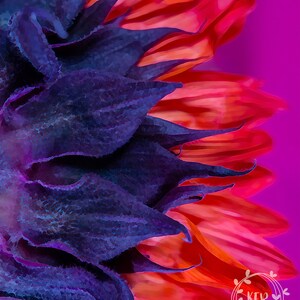 Sunflower, Sunflowers, Fine Art Prints, Flower Art, Digital Art