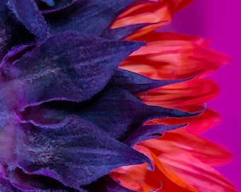 Sunflower, Sunflowers, Fine Art Prints, Flower Art, Digital Art