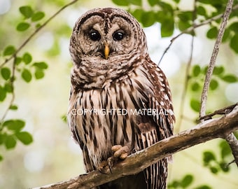 Barred Owl, Owl, Bird, Birds, Birds of Prey, Raptors, Fine Art Prints, Nature Photography, Wildlife Photography, Owl Photography, Photos