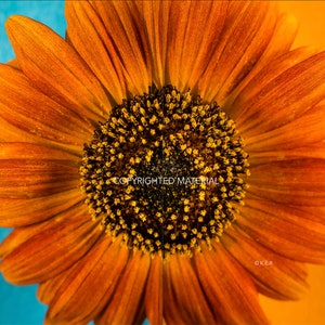 Fine Art Prints, Nature Photography, Flower Photography, Photos, Sunflower, Sunflowers