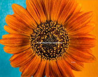 Fine Art Prints, Nature Photography, Flower Photography, Photos, Sunflower, Sunflowers