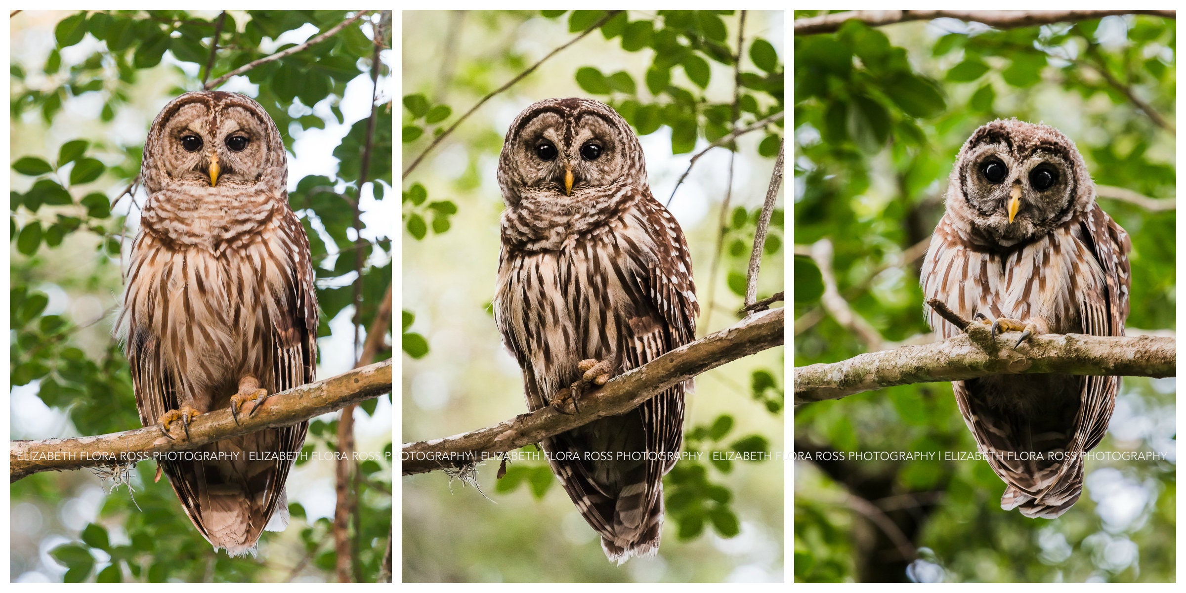 Barred Owl, Owl, Bird, Birds, Birds of Prey, Raptors, Fine Art Prints, Nature Photography, Wildlife