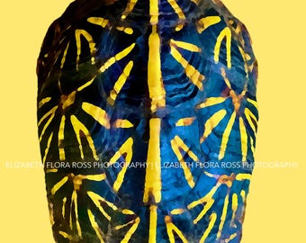 Conchiglia Arte 2