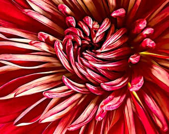 Rose, Roses, Fine Art Prints, Flower Art, Digital Art
