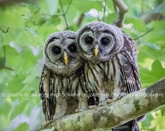 Barred Owl, Owl, Bird, Birds, Birds of Prey, Raptors, Fine Art Prints, Nature Photography, Wildlife Photography, Owl Photography, Photos