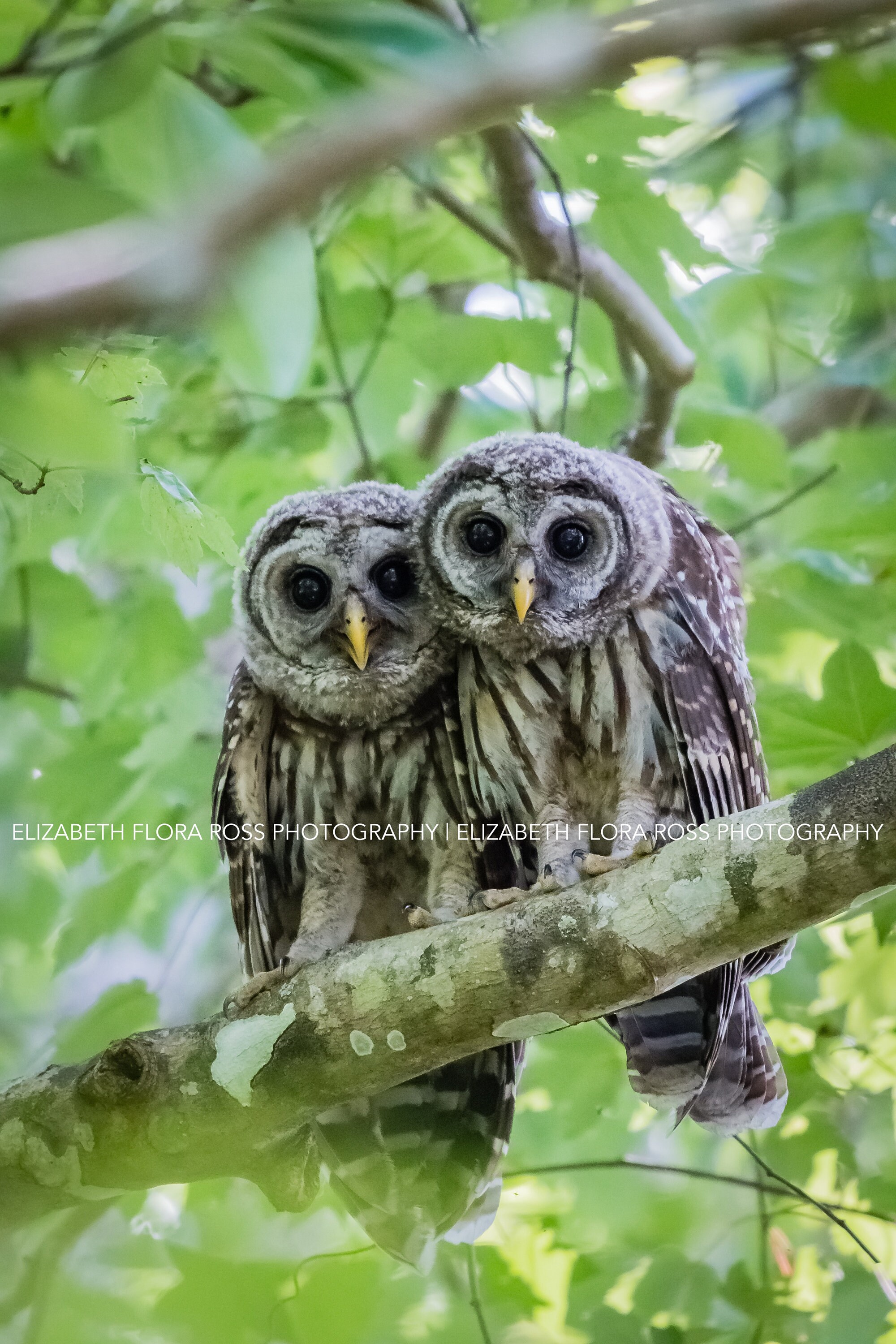 Barred Owl, Owl, Bird, Birds, Birds of Prey, Raptors, Fine Art Prints, Nature Photography, Wildlife 