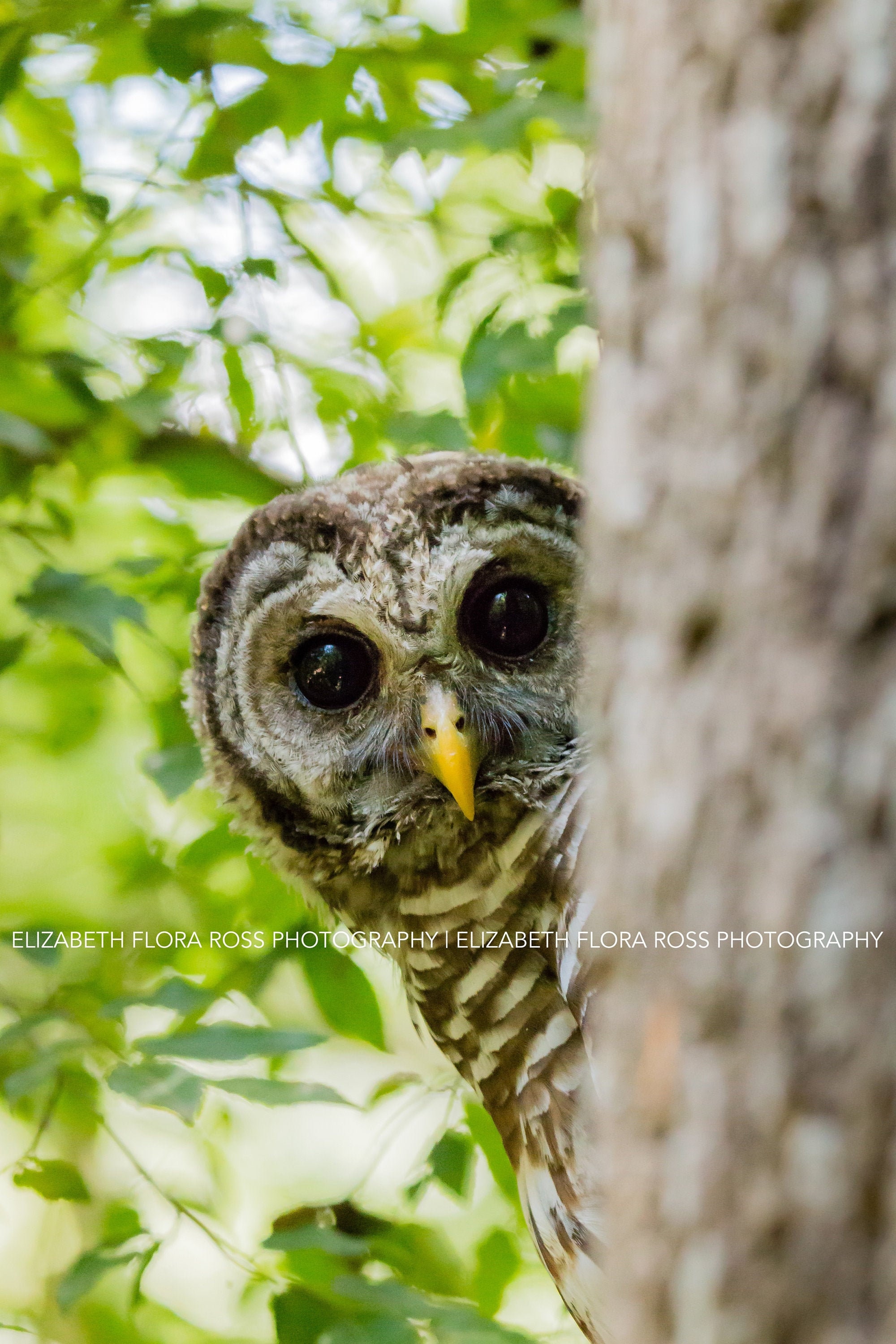 Barred Owl, Owl, Bird, Birds, Birds of Prey, Raptors, Fine Art Prints, Nature Photography, Wildlife 