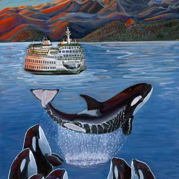 ORCA, Killer Whale Art, Tokitae, L Pod, Salish Sea, Breaching in San Juan Islands 11 x 14 Giclee Print-- Includes Orca Donation