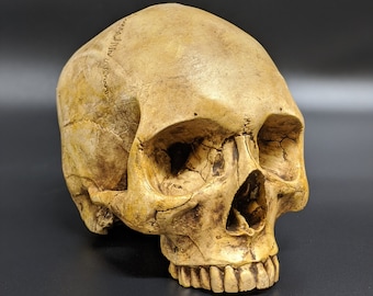 Human Skull