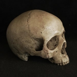 Small human skull replica