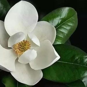 8 cuttings of southern magnolia grandiflora tree for rooting grafting