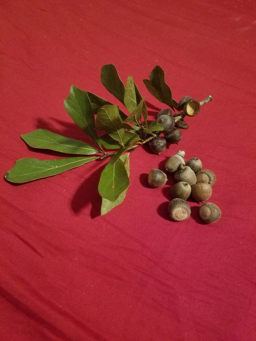 10 WATER OAK ACORNS Quercus Nigra Seed Plant Craft Etsy