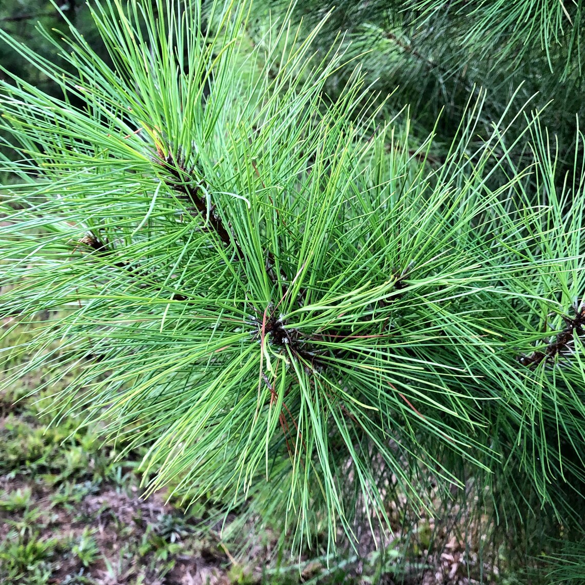 Organic Eastern White Pine Needle Tea Loose Leaf Natural Etsy