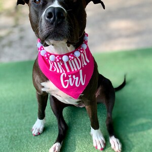 May include: A black and white pit bull wearing a pink bandana with white polka dots and the text "Birthday Girl".