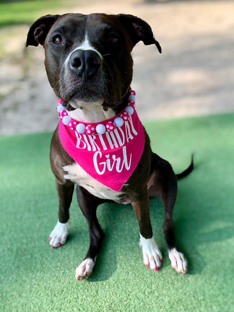 May include: A black and white pit bull wearing a pink bandana with white polka dots and the text "Birthday Girl".