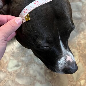 May include: A black dog's head is measured with a white measuring tape. The tape is wrapped around the dog's head, showing measurements in inches. The dog has a white stripe on its face and a pink spot on its nose.