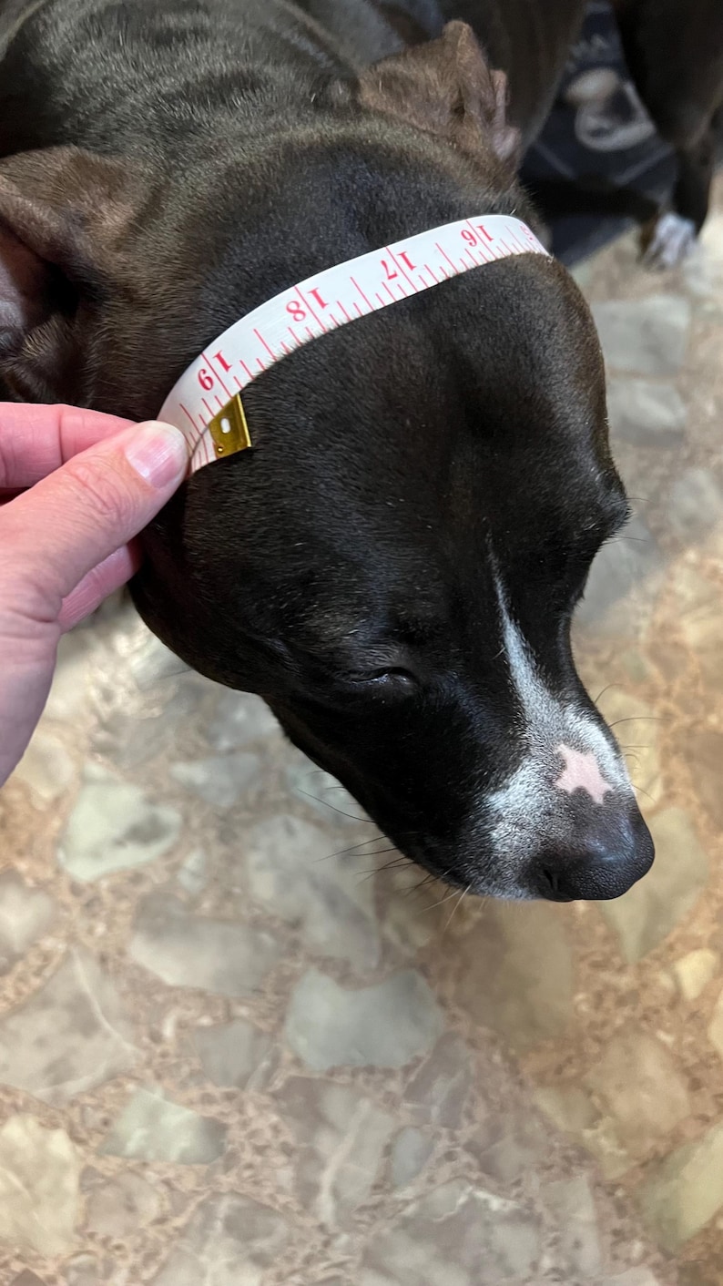 May include: A black dog's head is measured with a white measuring tape. The tape is wrapped around the dog's head, showing measurements in inches. The dog has a white stripe on its face and a pink spot on its nose.