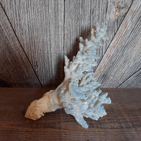 Vintage Stem Coral 7x7x5.5 inch  [Branch Coral Specimen] 1 lb. 5 Ounces Home Decor Beach House Coastal Wedding Centerpiece Nautical