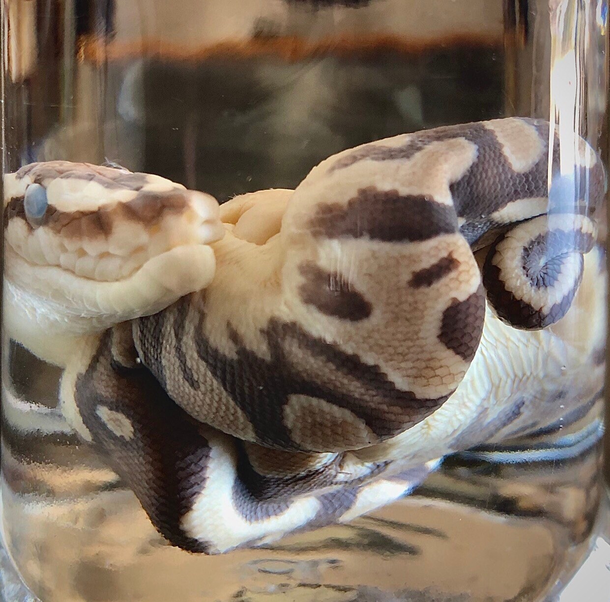 Deformed Ball Python Parthenogenesis Birth Oddities & | Etsy