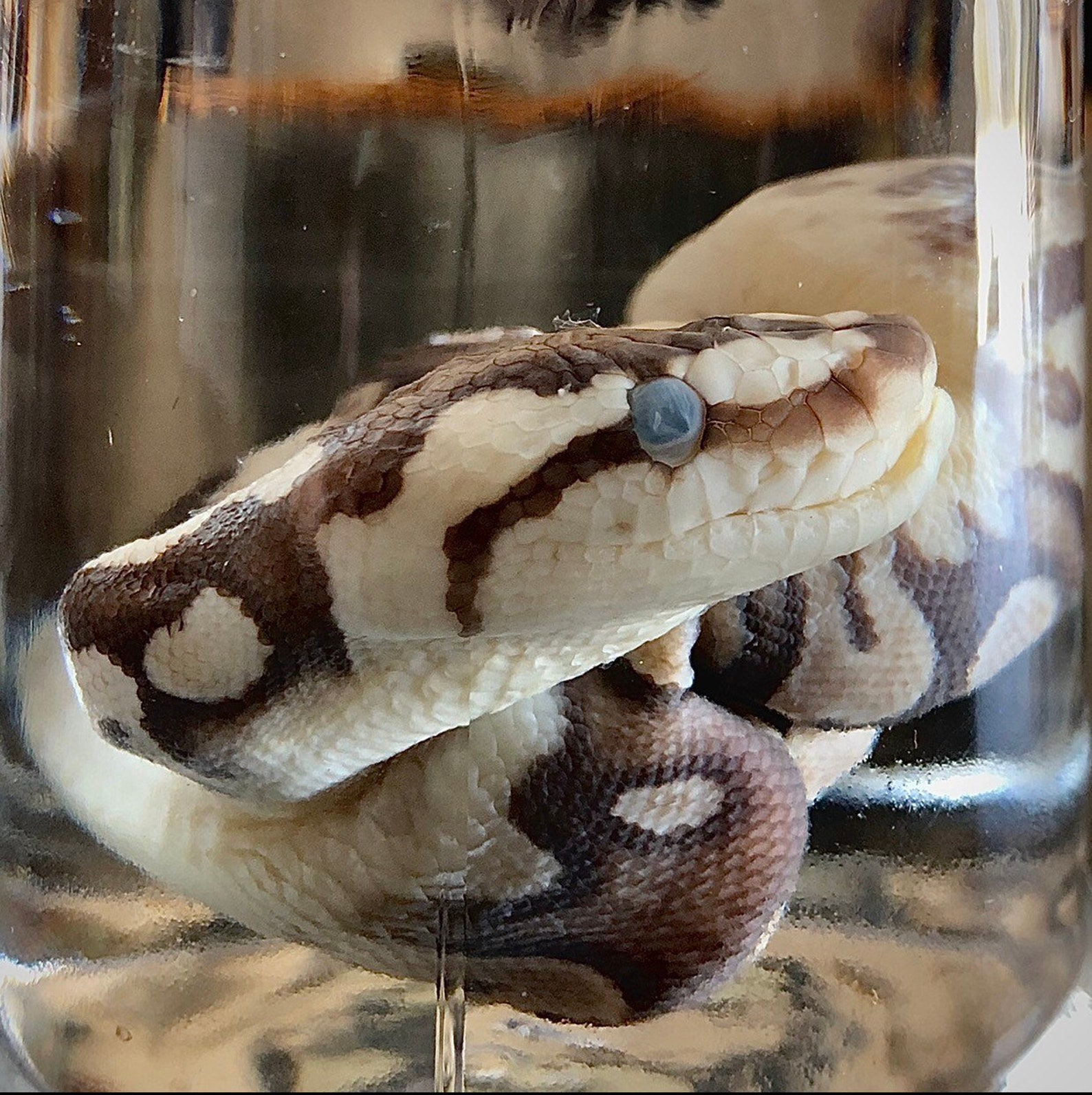 Deformed Ball Python Parthenogenesis Birth Oddities & | Etsy