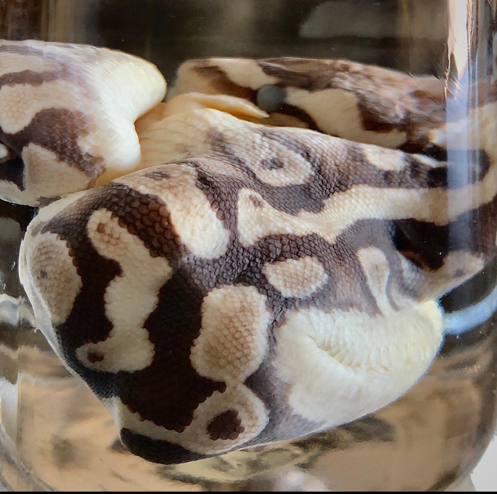 Deformed Ball Python Parthenogenesis Birth Oddities & | Etsy