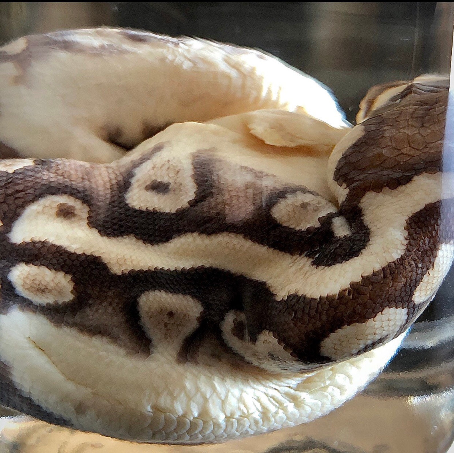 Deformed Ball Python Parthenogenesis Birth Oddities & | Etsy