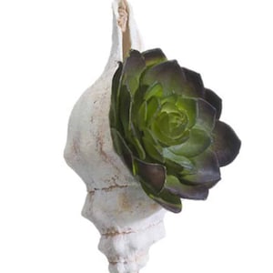 May include: A white seashell with a textured surface, holding a green and purple succulent. A natural twine loop is attached for hanging. The seashell has a spiral shape and is filled with the plant.