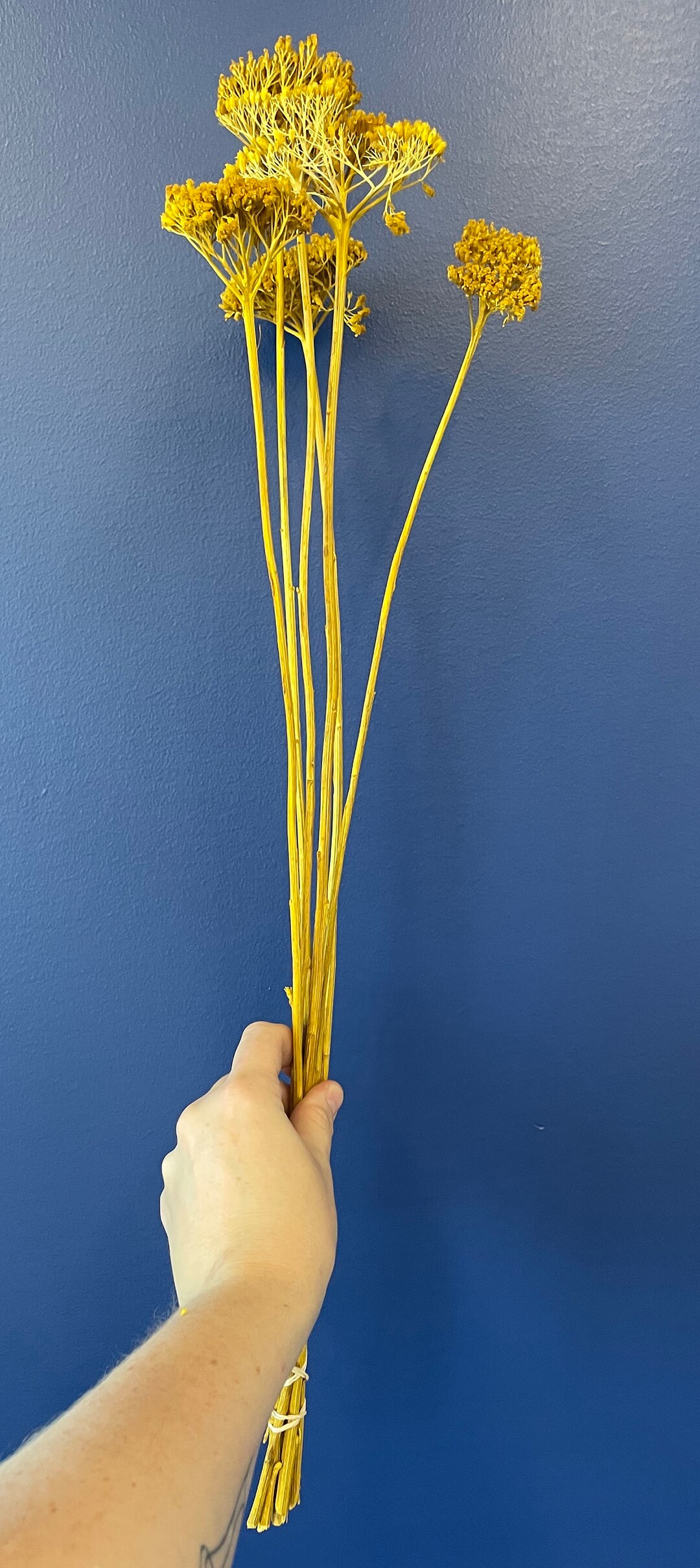 Artificial Yarrow Dried Flowers Pack of 57 Stems 24in Yellow Etsy