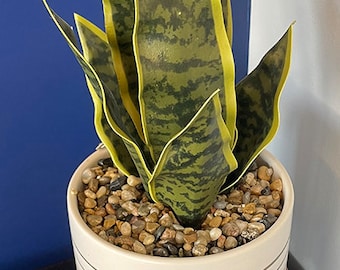 Artificial Snake Plant in Ceramic Pot on Stand 12in - Etsy