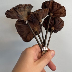 Dried Lotus Head Pack of 6 Stems 10in Brown ARTIFICIAL image 2